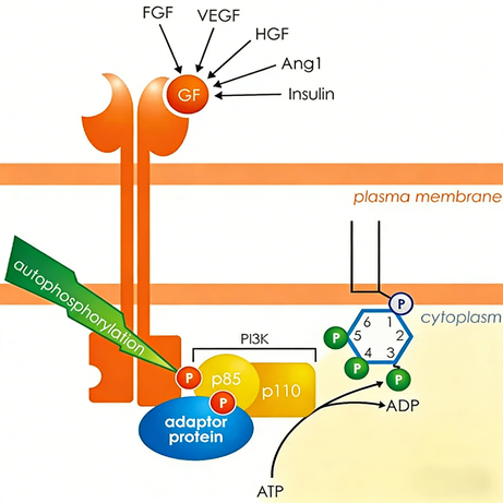What are the regulatory mechanisms and biological functions of the PI3K signaling pathway?