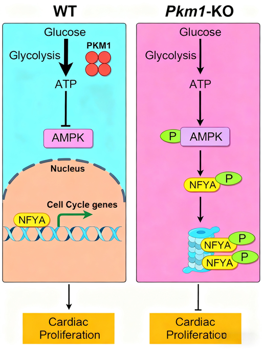 How does PKM1 regulate energy metabolism and proliferation in embryonic cardiomyocytes?