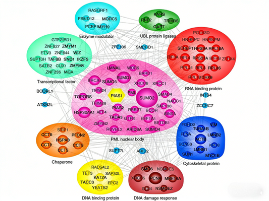 How does PIAS1 regulate the cell migration process through SUMOylation?