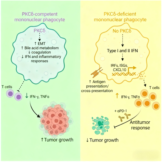 How does PKCδ regulate the anti-tumor immune function of mononuclear phagocytes?