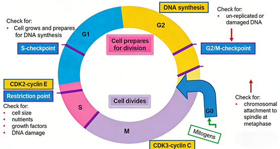 What key role can CDK2 antibodies play in tumor research?