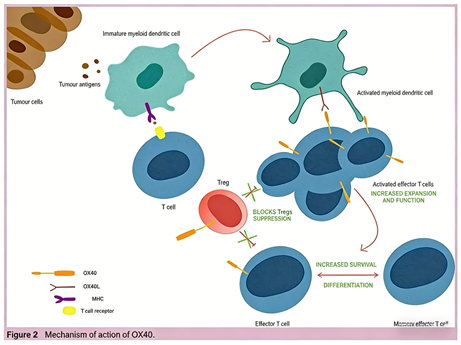 Can OX40 (CD134) co-stimulatory signaling become a new strategy to overcome resistance in tumor immunotherapy?