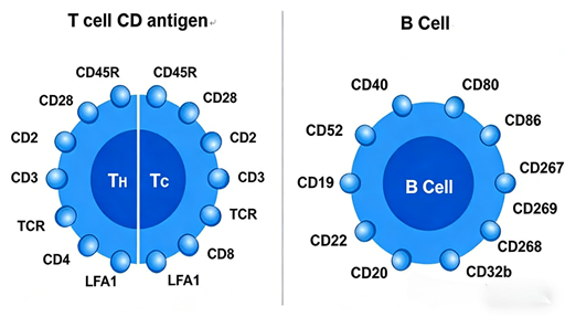 How can CD23 antibodies serve as a key tool for analyzing B-cell function and immune responses?
