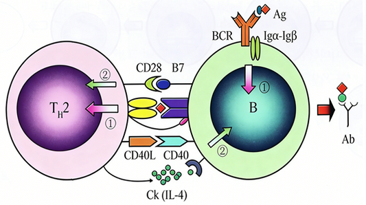 BCA Protein Quantification Kit: Principle, Applications, and Comprehensive Experimental Guide
