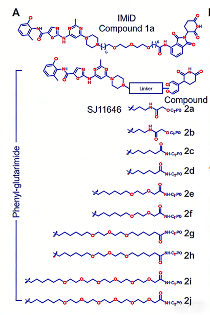 Can targeted degradation of LCK protein become a new strategy for treating T-cell acute lymphoblastic leukemia?