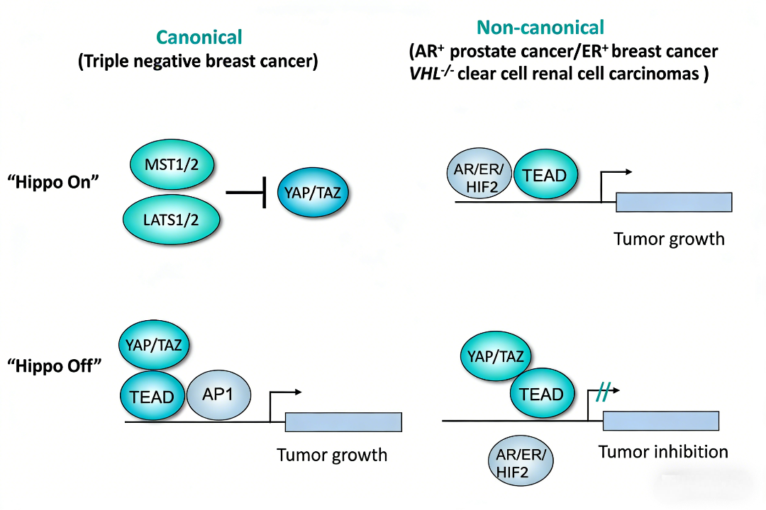 How does YAP protein regulate the androgen signaling pathway in prosta ...