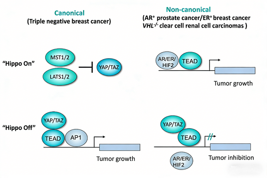How does YAP protein regulate the androgen signaling pathway in prostate cancer?