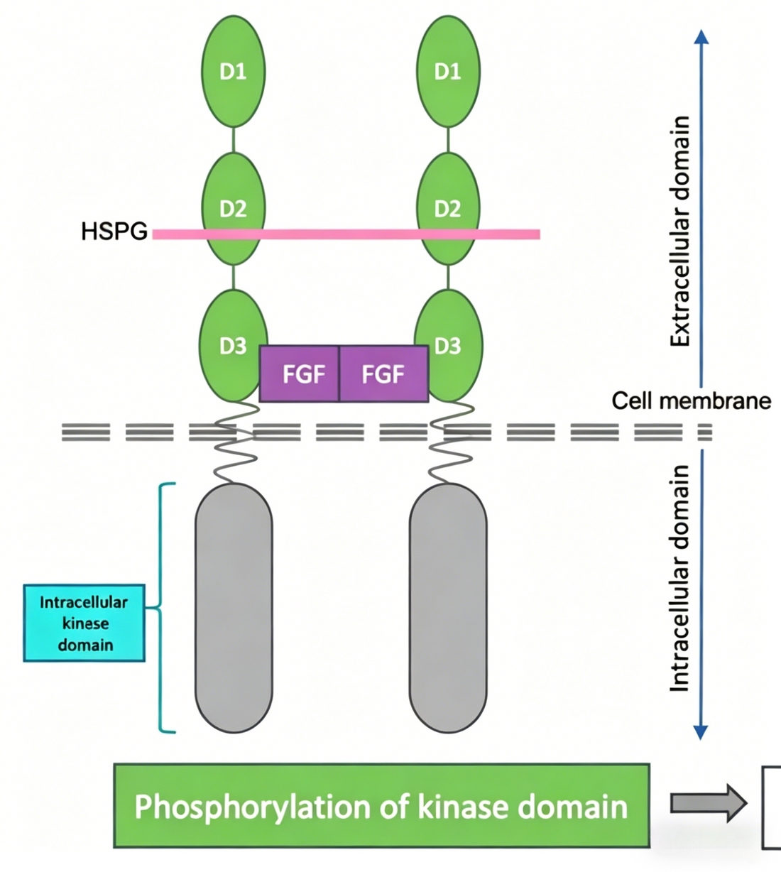 FGFR2b Antibody: A New Hope for Targeted Therapy in Gastric Cancer