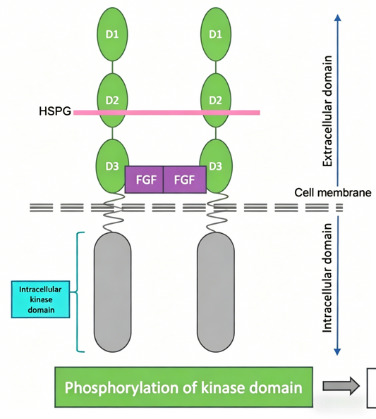 FGFR2b Antibody: A New Hope for Targeted Therapy in Gastric Cancer