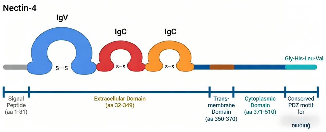 Nectin-4 Companion Diagnostic Antibodies Guide Precision Therapy for Solid Tumors
