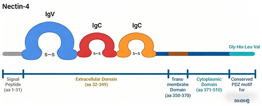 Nectin-4 Companion Diagnostic Antibodies Guide Precision Therapy for Solid Tumors