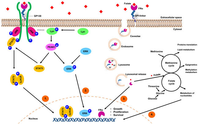 FRα Companion Diagnostic Antibody Guides Precision ADC Therapy
