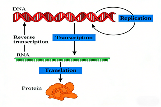Pan‑Modification Microspheres: Simplifying Complex PTM Proteomics