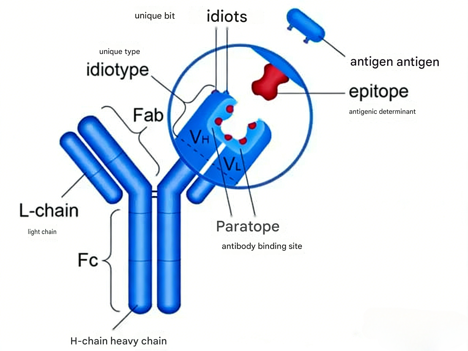 Accurate Analysis of Protein–DNA Interactions with Custom ChIP Antibod ...
