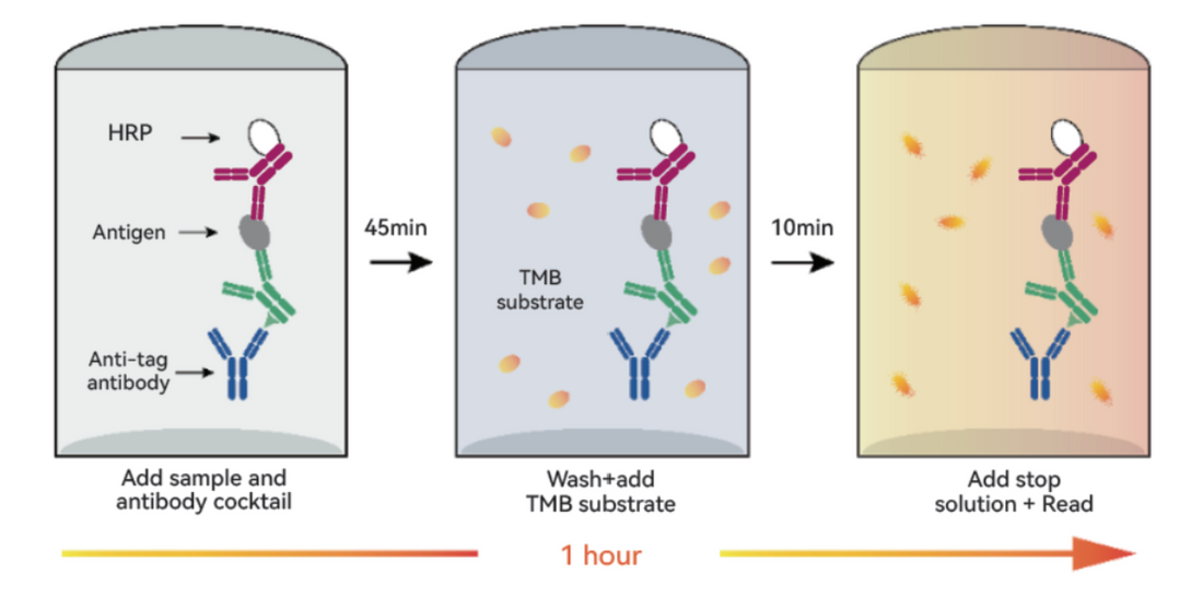 IFN-gamma ELISA Kits: Methodological Design and Research Applications in Type II Interferon Quantification
