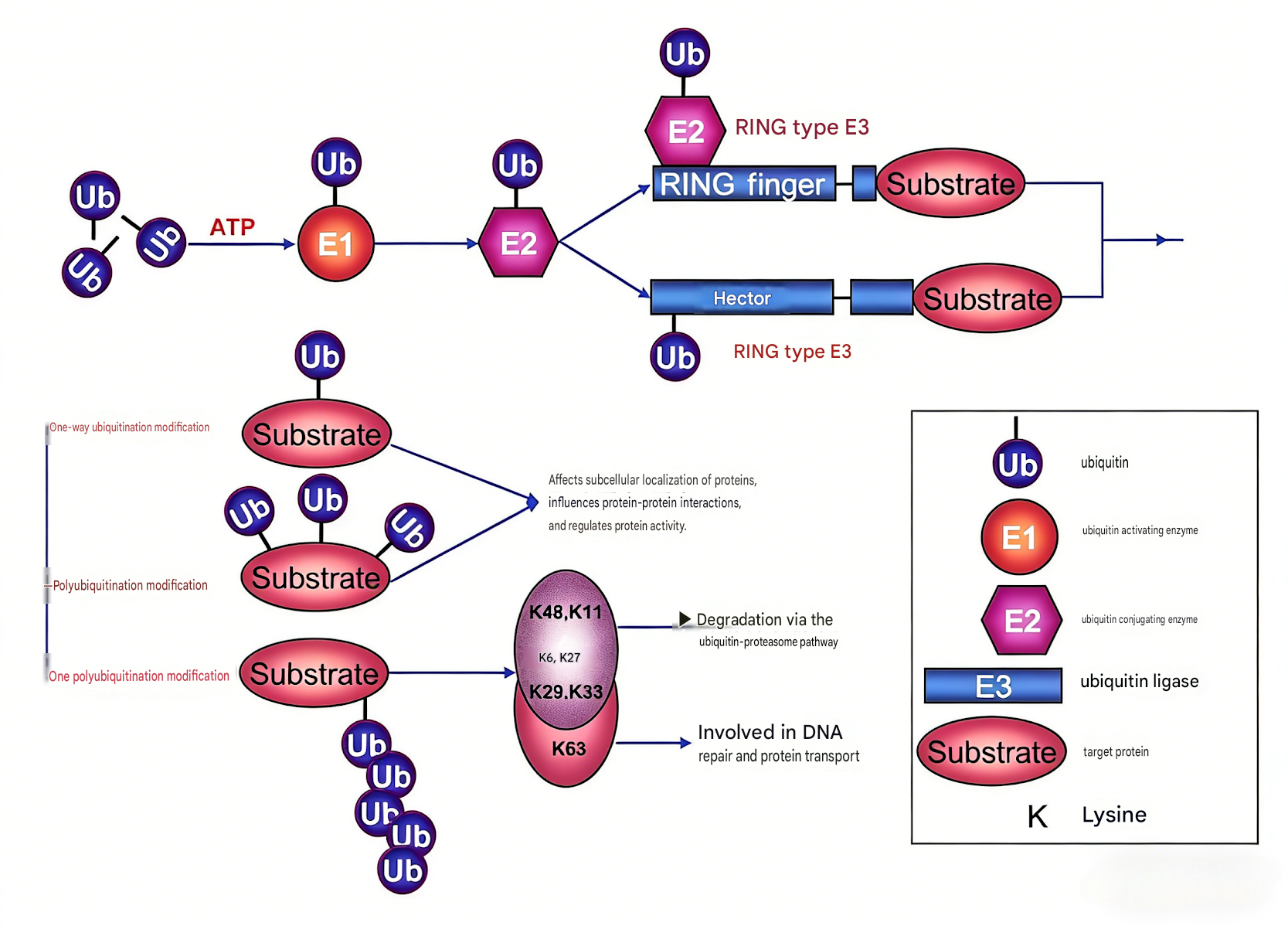 Post Translational Modification Kit Custom Modified Antibodies: Decoding Protein Post-Translational Modifi ...