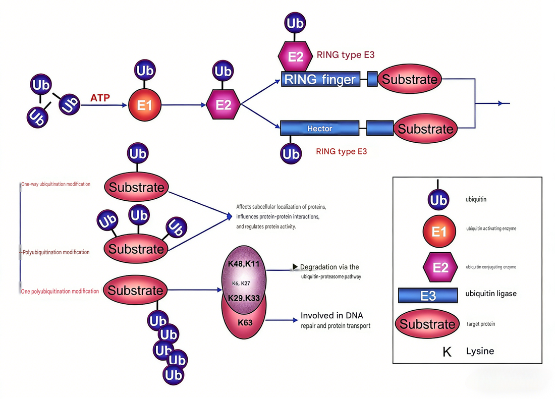 Custom Modified Antibodies: Decoding Protein Post-Translational Modifications