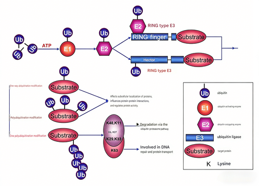 Custom Modified Antibodies: Decoding Protein Post-Translational Modifications