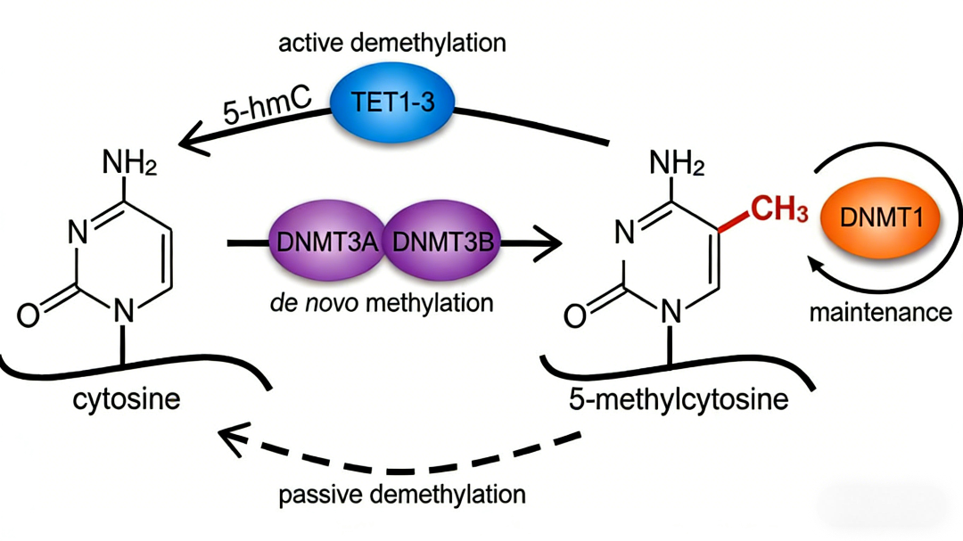 Why DNA Methylation Serves as the Core of Epigenetic Research