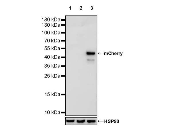 Anti-RFP/mCherry Agarose Beads: The Optimal Choice for Purifying Fluorescently Tagged Proteins