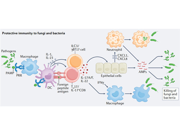 The Hot Target IL-17A: The 'Mastermind' Behind Autoimmune Diseases