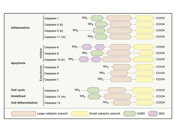 Caspase-dependent apoptosis at a glance