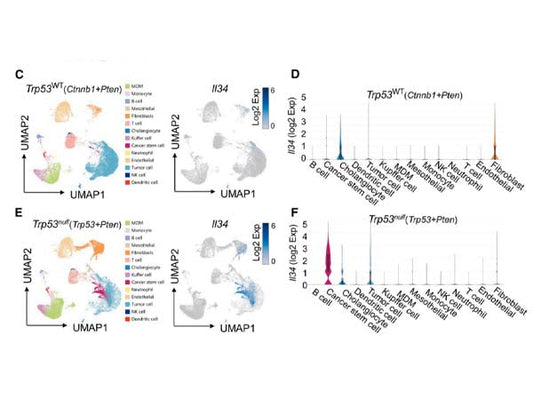 Chip-seq+ multi-color Absin power! To explore the underlying mechanism of p53 regulating the tumor immune microenvironment
