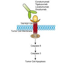 TNFRSF10B (DR5): A Central Regulator in Apoptosis, Tumor Progression, and Targeted Therapy
