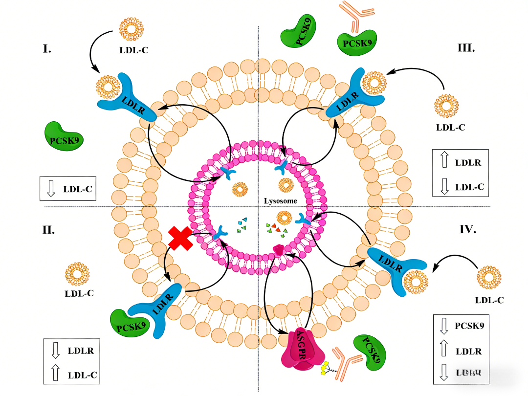 Site‑Specific Antibodies Drive Targeted Protein Degradation