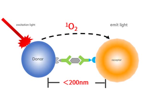 Abbkine Homogeneous Detection Solutions