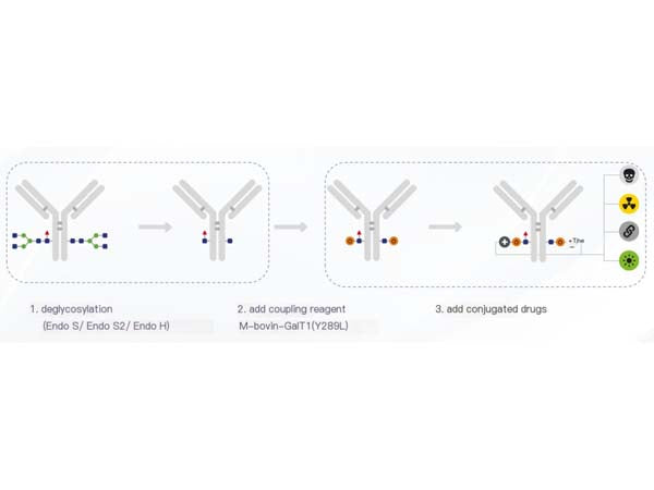 ADC Drug Conjugation: Focusing on Glycosyl Conjugation Technology