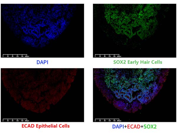 Human Pluripotent Stem Cell (hPSC)-Derived Organoid Kit