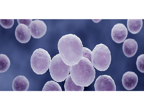 There is no trouble with mycoplasma, and the cells are well raised!