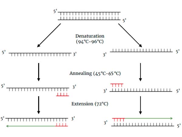 RCR, RT-PCR, qPCR, RT-qRCR learned?