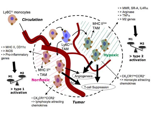 Decoding the “Invisible Killer” in the Tumor Microenvironment: How Does mIHC Reveal the Immune Battlefield of Cancer?