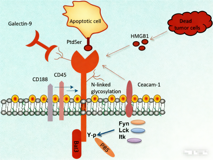 Can CD366 Become the Next Key Target in Cancer Immunotherapy?