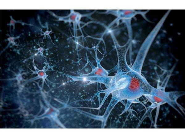 A Comprehensive Overview of Neuronal Cell Markers