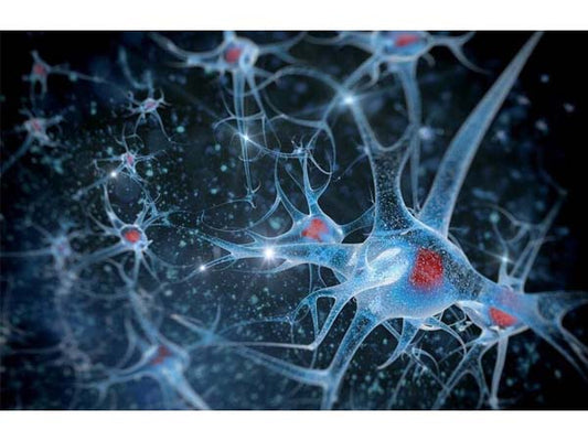 A Comprehensive Overview of Neuronal Cell Markers