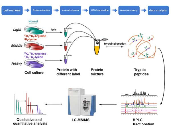 Dialyzed fetal bovine serum plays a role in these research areas