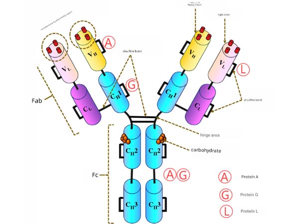 Antibody affinity purification resin solutions