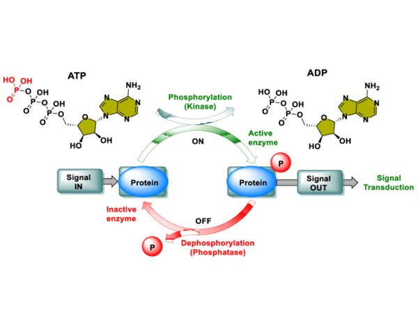 (pan)-Specific Antibodies and Custom Services: Facilitating Research on Post-Translational Modifications (PTMs)