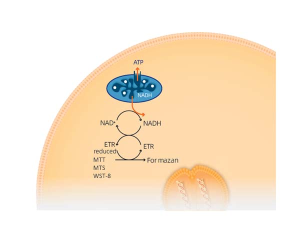 A Comprehensive Overview of the Major Categories of Cell Viability Assays