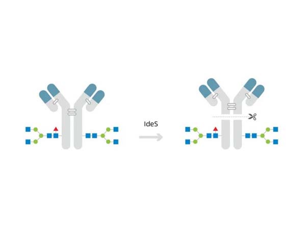 Antibody- cleaving enzyme products