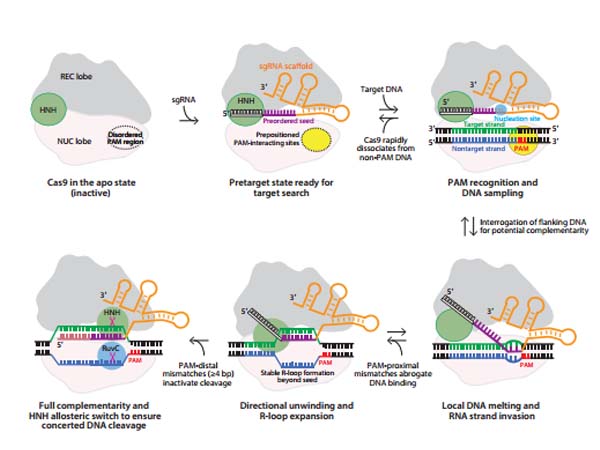 Scissor hands: CRISPR/Cas9