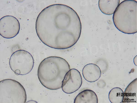Select highly active factors to cultivate larger organoids