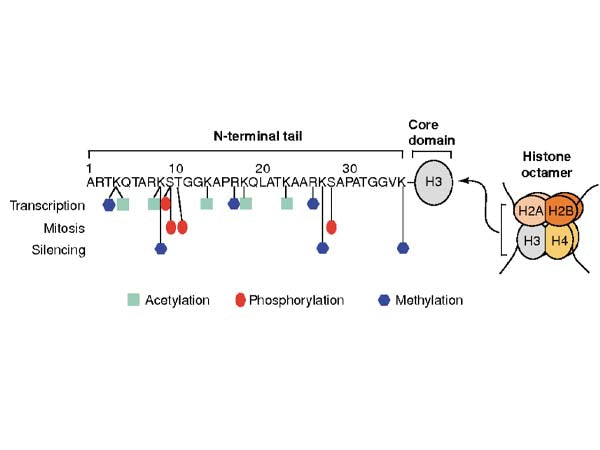 Histone H3 Modifications: The Silent Conductors in the Cellular Symphony
