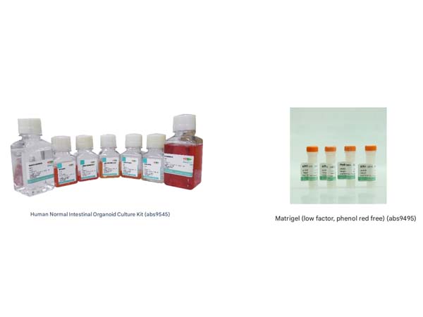 IPS-induced intestinal organoid culture strategy