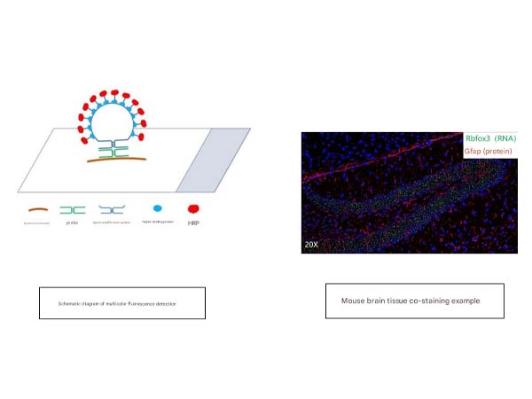 【New Product Express: GeneScope】Explore the origins of fluorescence in situ hybridization