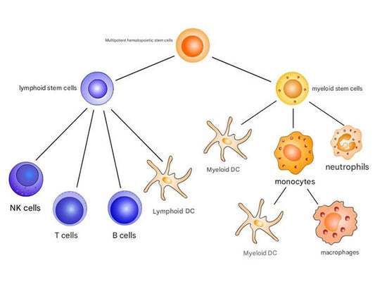 Immune Cell Identification Guide: How CD Molecules Serve as the "Universal Language" for Cell Characterization