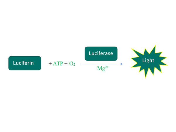Boost Your Cell ATP Detection with Luminescence Techniques